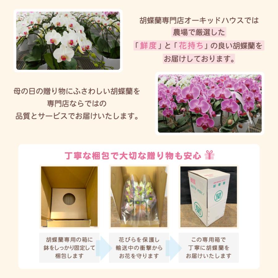【母の日ギフト】 胡蝶蘭 ミディ 2本立ち 生花 鉢花 プレゼント 贈り物 フラワーギフト 母の日2026_19