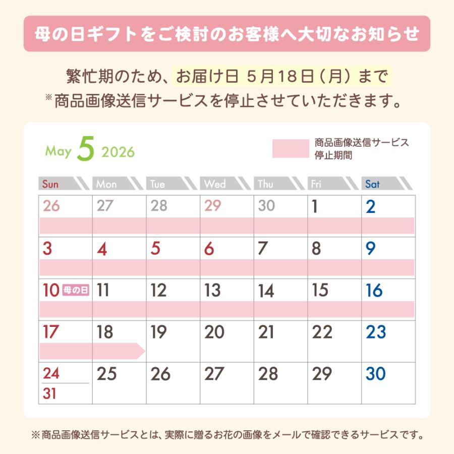 【母の日ギフト】 胡蝶蘭 ミディ 2本立ち 生花 鉢花 プレゼント 贈り物 フラワーギフト 母の日2026_20