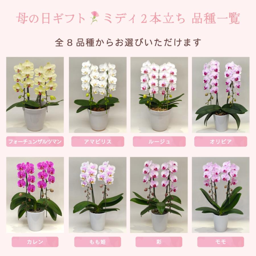 【母の日ギフト】 胡蝶蘭 ミディ 2本立ち 生花 鉢花 プレゼント 贈り物 フラワーギフト 母の日2026_10