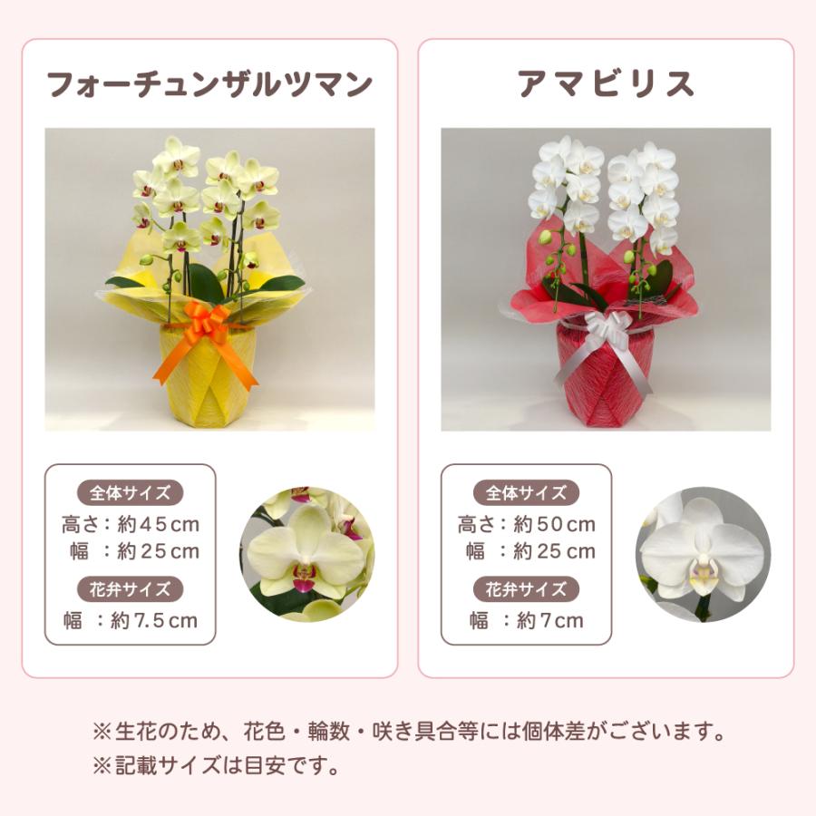【母の日ギフト】 胡蝶蘭 ミディ 2本立ち 生花 鉢花 プレゼント 贈り物 フラワーギフト 母の日2026_11