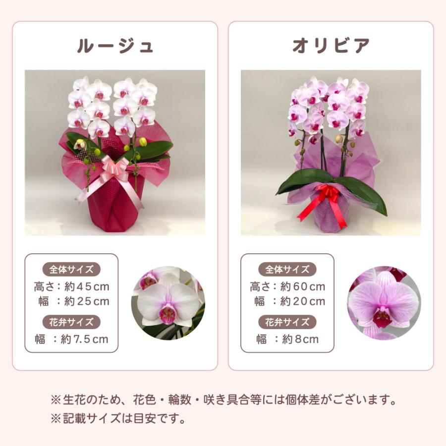 【母の日ギフト】 胡蝶蘭 ミディ 2本立ち 生花 鉢花 プレゼント 贈り物 フラワーギフト 母の日2026_12