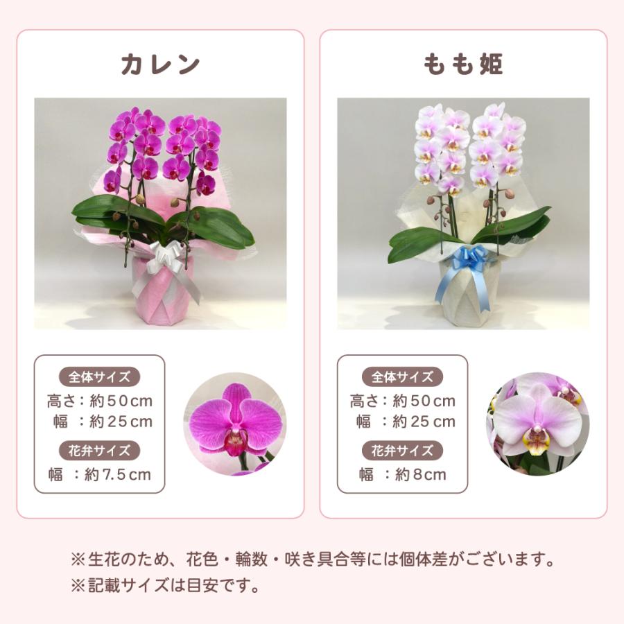 【母の日ギフト】 胡蝶蘭 ミディ 2本立ち 生花 鉢花 プレゼント 贈り物 フラワーギフト 母の日2026_13