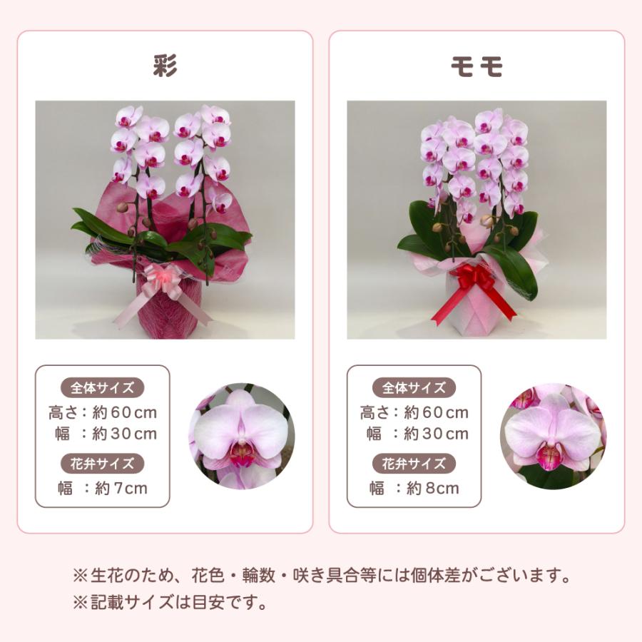 【母の日ギフト】 胡蝶蘭 ミディ 2本立ち 生花 鉢花 プレゼント 贈り物 フラワーギフト 母の日2026_14