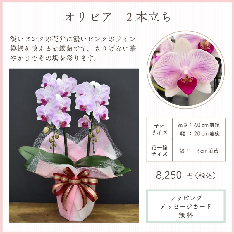 母の日ギフト 品種選べる 胡蝶蘭 2本立ち 母の日 ギフト プレゼント 花 鉢植え 花鉢 遅れてごめんね母の日 2024｜orchid-house｜11