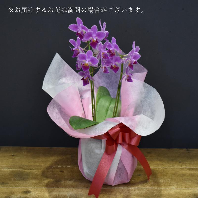 胡蝶蘭ミニ1本立ち3900円花の種類ラッピングメッセージおまかせ 遅れてごめんね父の日 お中元 七夕 もらって嬉しいプレゼント Mini 1 胡蝶蘭の専門店 オーキッドハウス 通販 Yahoo ショッピング