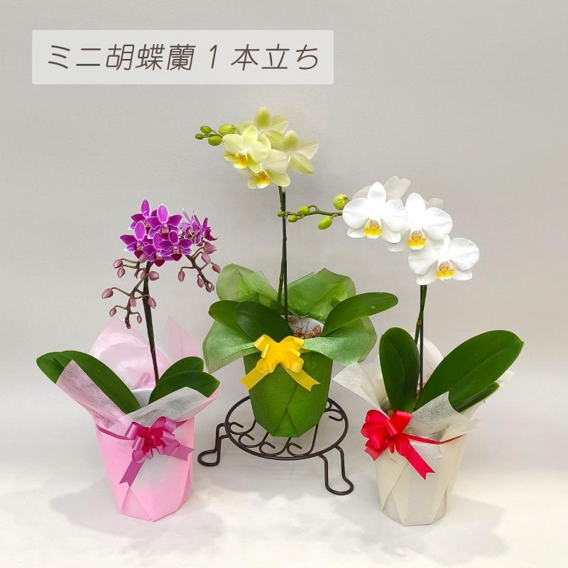 ミニ胡蝶蘭 1本立ち 蘭 胡蝶蘭 花 生花 誕生日 お祝い ギフト 母の日