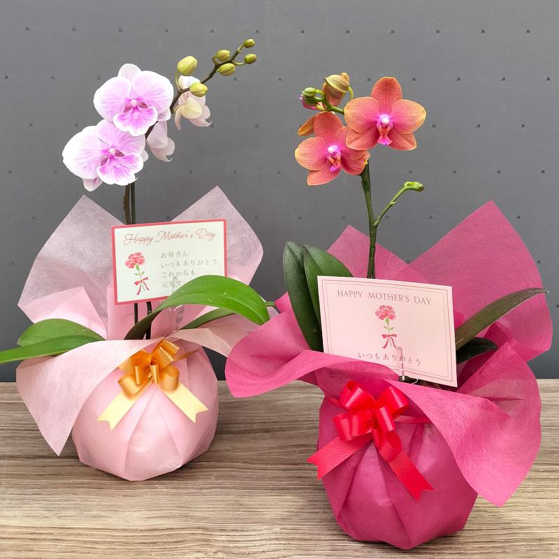 【あみぐるみ】胡蝶蘭 ピンク花 ※植木鉢セット あみぐるみ】胡蝶蘭 ピンク花 ※植木鉢セット ミディ胡蝶蘭観葉寄せ(4.5号鉢