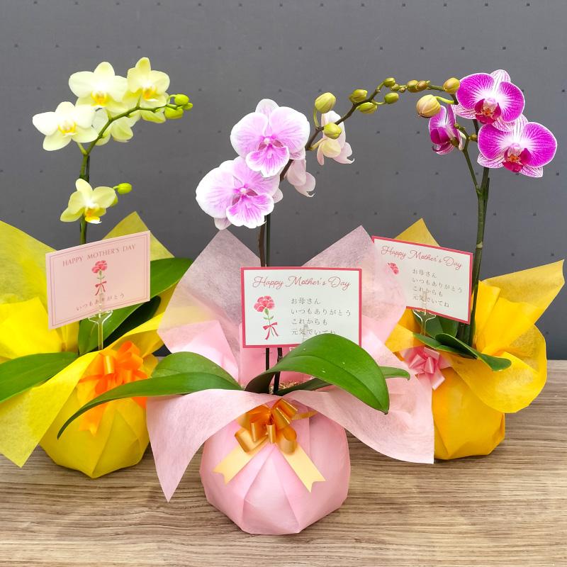 ミニ胡蝶蘭 1本立ち 蘭 胡蝶蘭 花 生花 誕生日 お祝い ギフト 母の日