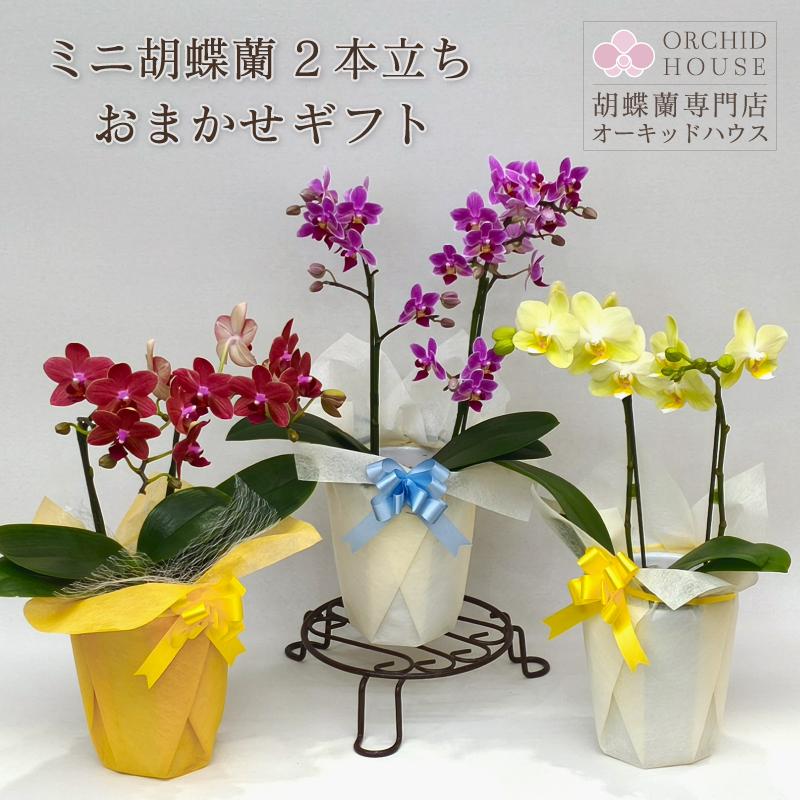 ミニ胡蝶蘭 2本立ち おまかせ ギフト プレゼント お祝い 誕生日 母の日