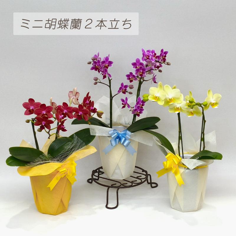 祝い花　ミニ胡蝶蘭 ミニ胡蝶蘭 2本立ち おまかせ ギフト プレゼント お祝い 誕生日 母の日
