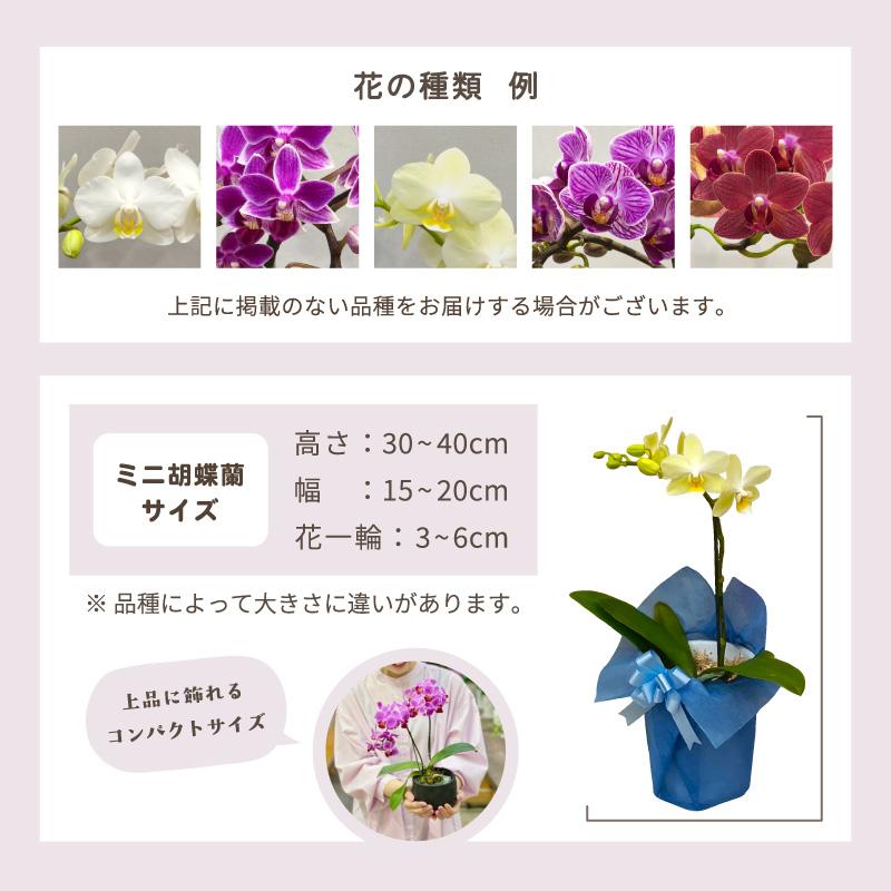ミニ胡蝶蘭 2本立ち おまかせ ギフト プレゼント お祝い 誕生日 母の日