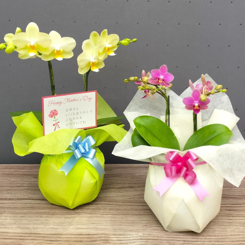 ミニ胡蝶蘭 2本立ち おまかせ ギフト プレゼント お祝い 誕生日 母の日