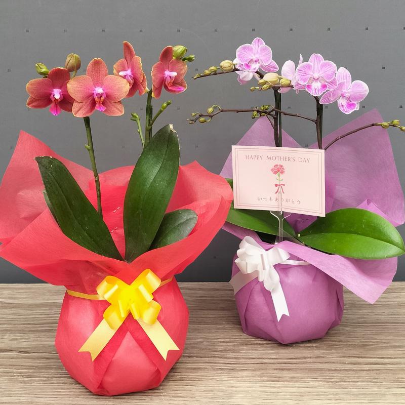 値下げ　胡蝶蘭　2つセット ミニ胡蝶蘭 2本立ち おまかせ ギフト プレゼント お祝い 誕生日 母の日