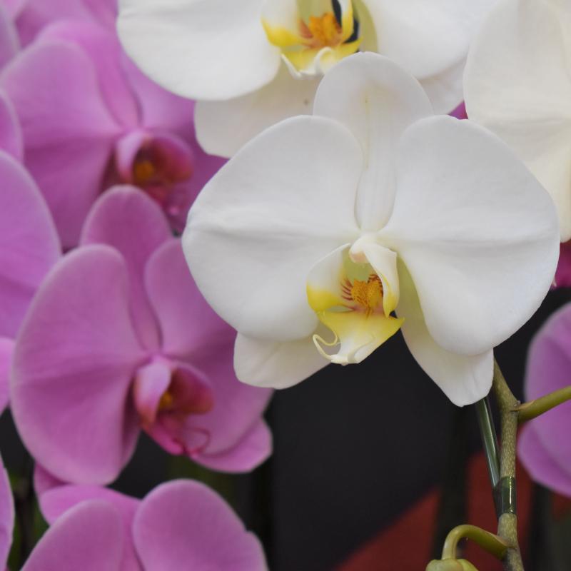 胡蝶蘭 大輪 60輪以上 寄せ植え 5本立ち 蘭 花 白 ピンク 紅白 ギフト