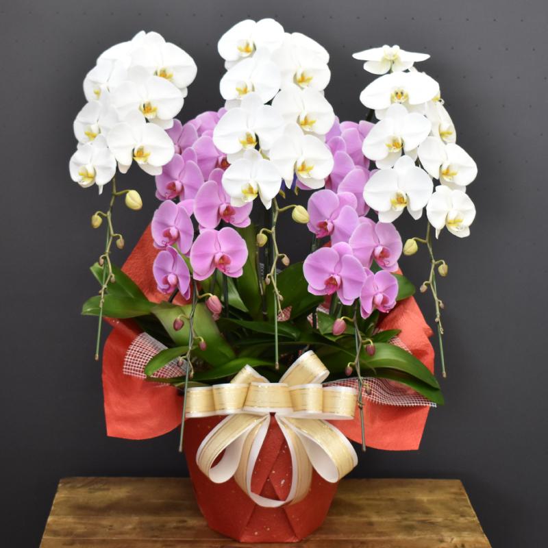 胡蝶蘭 大輪 60輪以上 寄せ植え 5本立ち 蘭 花 白 ピンク 紅白 ギフト