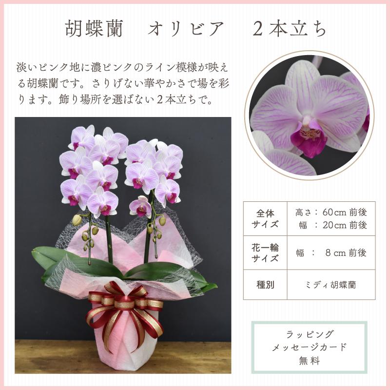 胡蝶蘭 オリビア2本立ち【全国洋らん品評会金賞受賞胡蝶蘭】ギフト 父