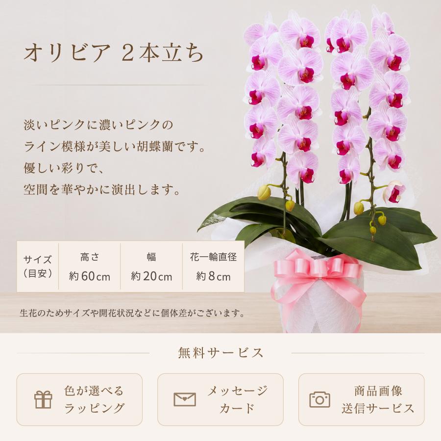 ★ジョビー★ リクエスト 2点 胡蝶蘭　まとめ商品 ☆ジョビー☆ リクエスト 2点 胡蝶蘭 まとめ商品 ☆ジョビー様専用
