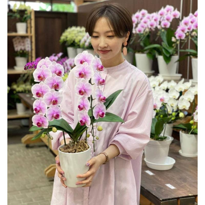 胡蝶蘭 オリビア2本立ち【全国洋らん品評会金賞受賞胡蝶蘭】ギフト 父