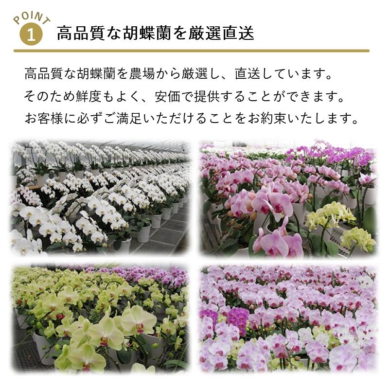 胡蝶蘭オリビア2本立ち 全国洋らん品評会金賞受賞胡蝶蘭 開店祝い お祝い 誕生日 季節のイベント 母の日 父の日 敬老の日 Olibia 2 胡蝶蘭の専門店 オーキッドハウス 通販 Yahoo ショッピング