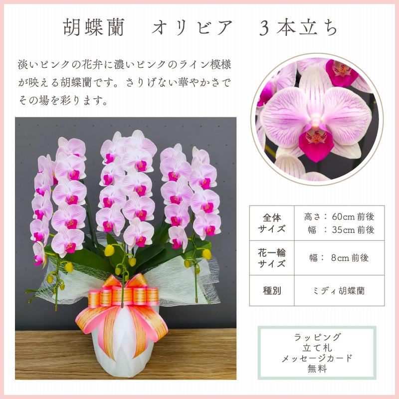胡蝶蘭 オリビア3本立ち【全国洋らん品評会金賞受賞胡蝶蘭】 母の日 開店祝い 開院祝い 就任祝い お祝い 誕生日 プレゼント ギフト 花 鉢植え 爆買 |  | 01
