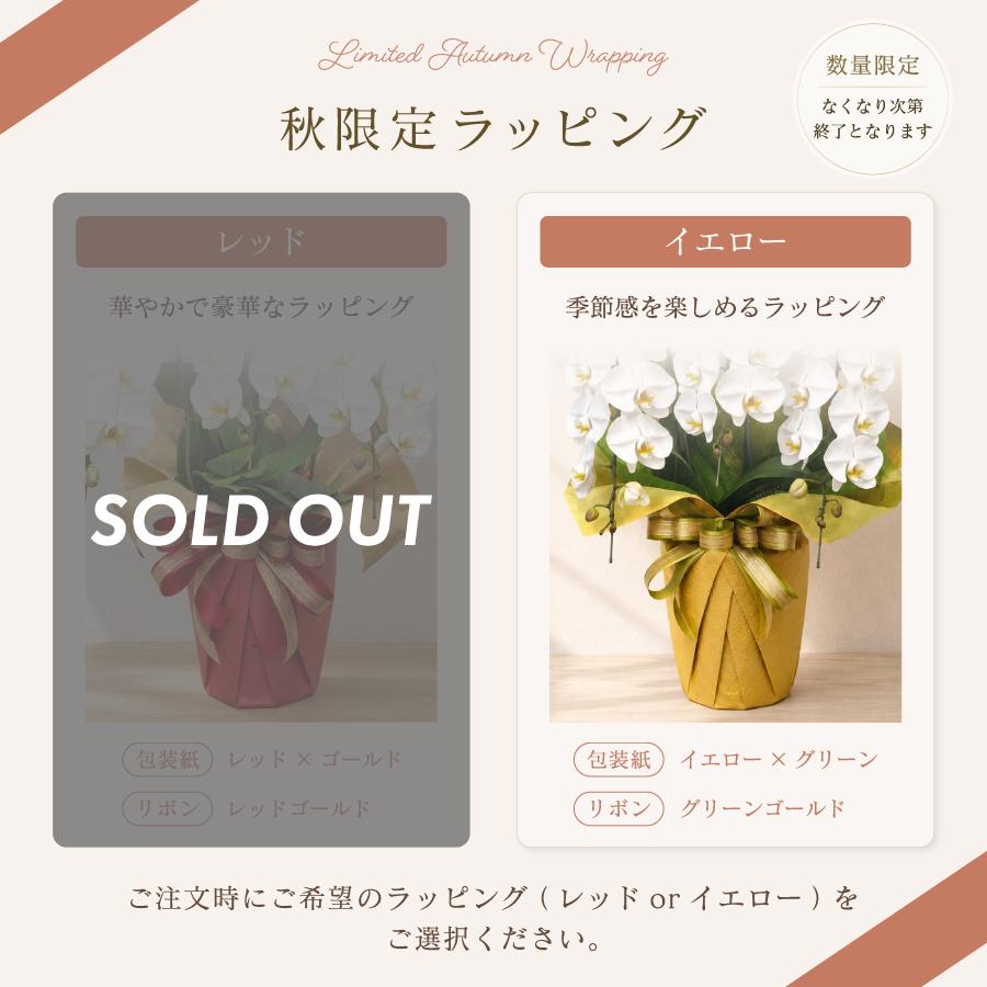 胡蝶蘭 大輪 48輪以上 ホワイトロッキー3本立ち【全国洋らん品評会金賞