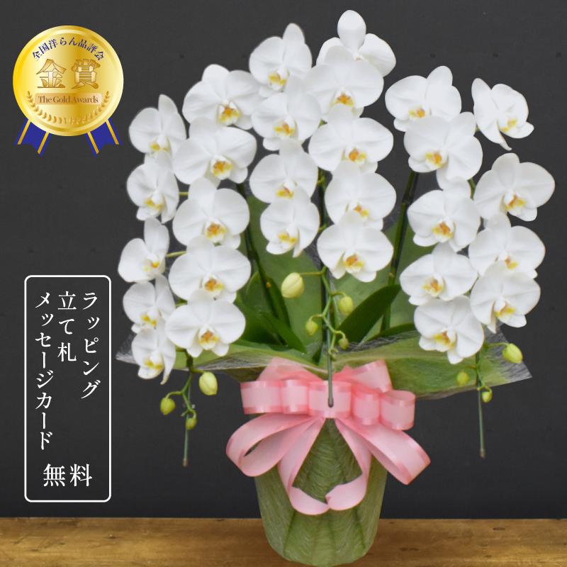 胡蝶蘭 ロビンソン3本立ち 蘭 ミディ 鉢植え 白 母の日 お中元 敬老の