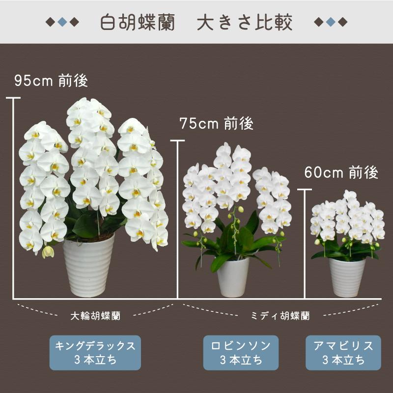 胡蝶蘭 ロビンソン3本立ち 蘭 ミディ 鉢植え 白 母の日 お中元 敬老の