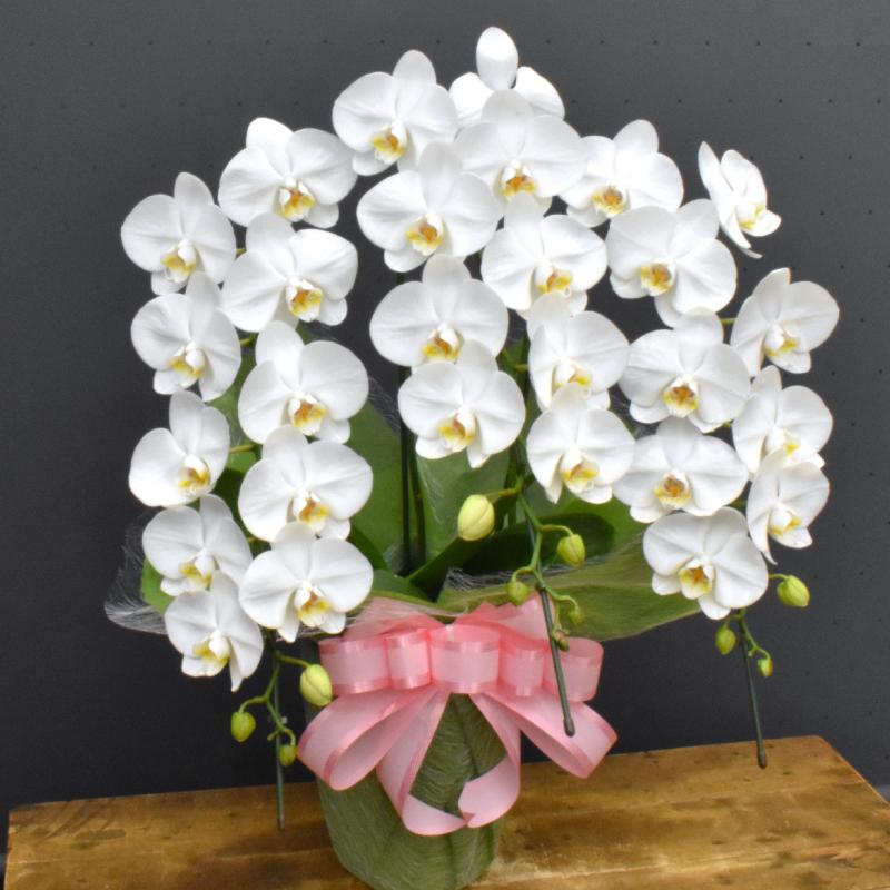 胡蝶蘭 ロビンソン3本立ち 蘭 ミディ 鉢植え 白 母の日 お中元 敬老の