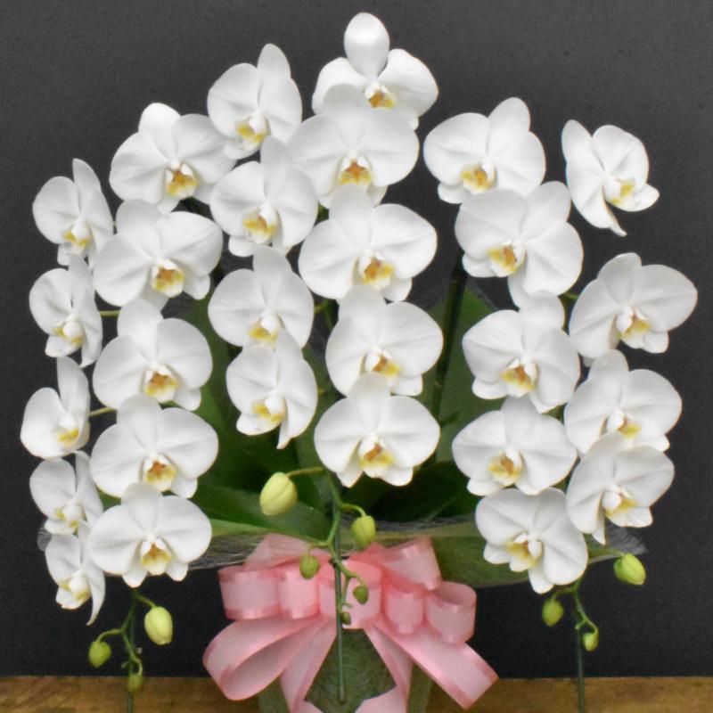 胡蝶蘭 ダイソン 胡蝶蘭 ロビンソン3本立ち 蘭 ミディ 鉢植え 白 母の日 お中元 敬老の