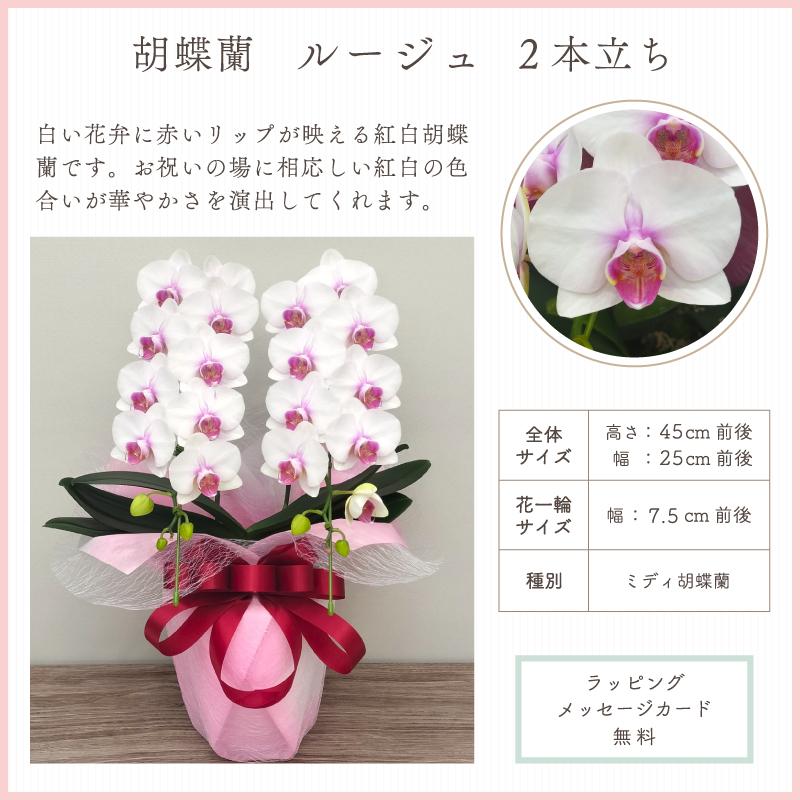胡蝶蘭 蘭 ミディ ルージュ2本立ち【全国洋らん品評会金賞受賞胡蝶蘭