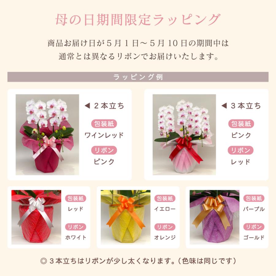 胡蝶蘭 蘭 ミディ ルージュ2本立ち【全国洋らん品評会金賞受賞胡蝶蘭】父の日 母の日 ギフト 紅白 白 お祝い プレゼント 花 鉢植え 花鉢 2026 爆買_6