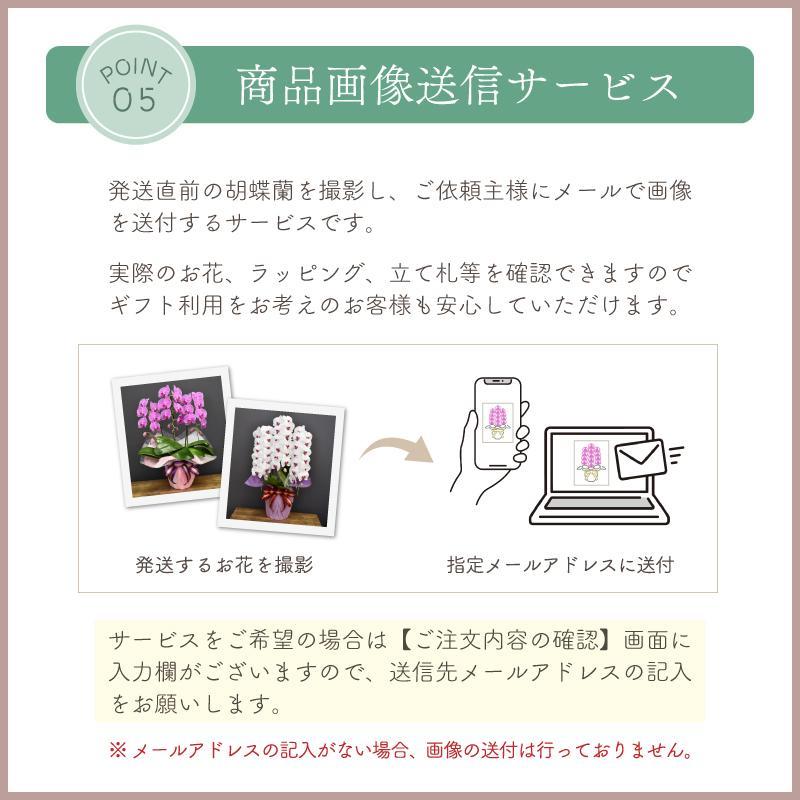 胡蝶蘭 蘭 ミディ ルージュ3本立ち【全国洋らん品評会金賞受賞胡蝶蘭】父の日 母の日 花 ギフト 紅白 白 お祝い 開店祝い プレゼント 花 鉢植え 花鉢 2024｜orchid-house｜11