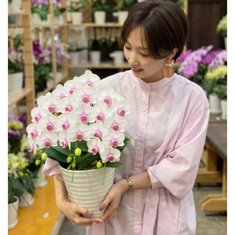 大輪胡蝶蘭ピンクルージュ8寸3本立陶器鉢入り 胡蝶蘭大輪3