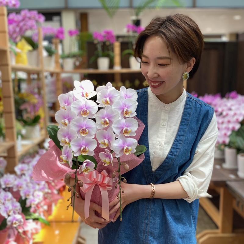 胡蝶蘭 もも姫2本立ち【全国洋らん品評会金賞受賞胡蝶蘭】父の日