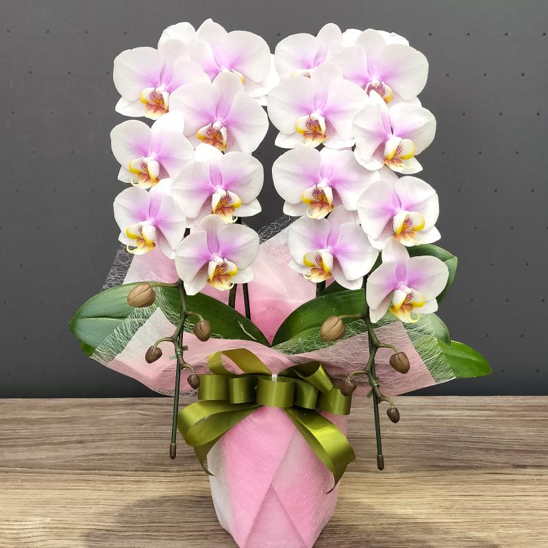 胡蝶蘭 もも姫2本立ち【全国洋らん品評会金賞受賞胡蝶蘭】父の日 母の