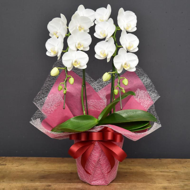 胡蝶蘭 スーパーアマビリス2本立ち【全国洋らん品評会金賞受賞