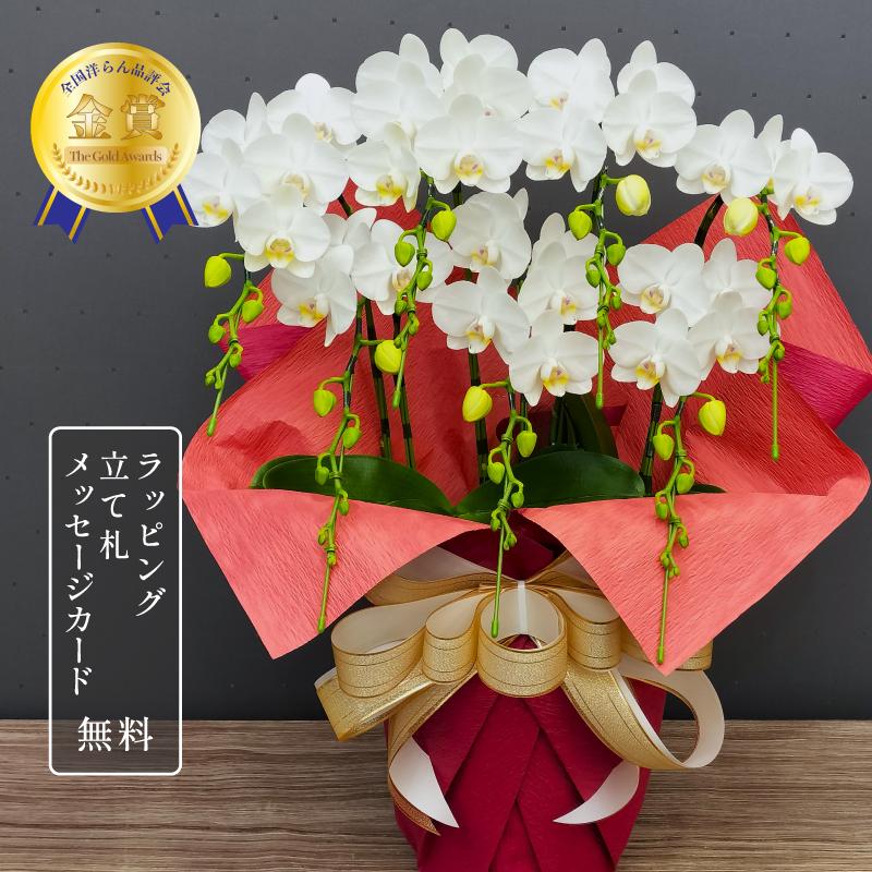 胡蝶蘭 スーパーアマビリス7本立ち 蘭 花 鉢植え ギフト お祝い 母の日 プレゼント 花鉢 2026 爆買 | 