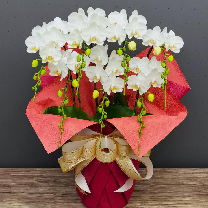 胡蝶蘭 スーパーアマビリス7本立ち 蘭 花 鉢植え ギフト お祝い 母の日