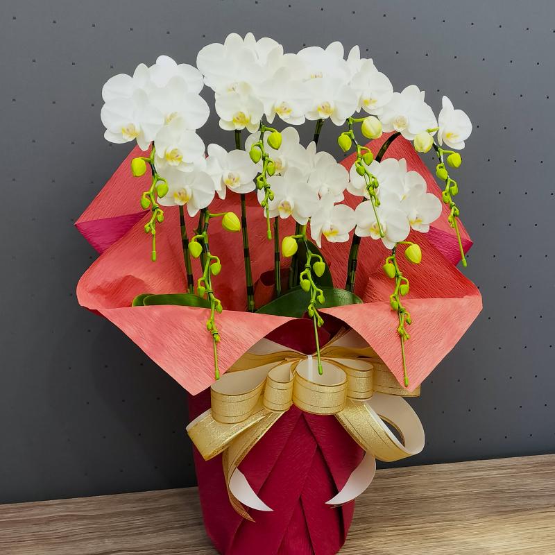 胡蝶蘭 スーパーアマビリス7本立ち 蘭 花 鉢植え ギフト お祝い 母の日 プレゼント 花鉢 2026 爆買 |  | 02