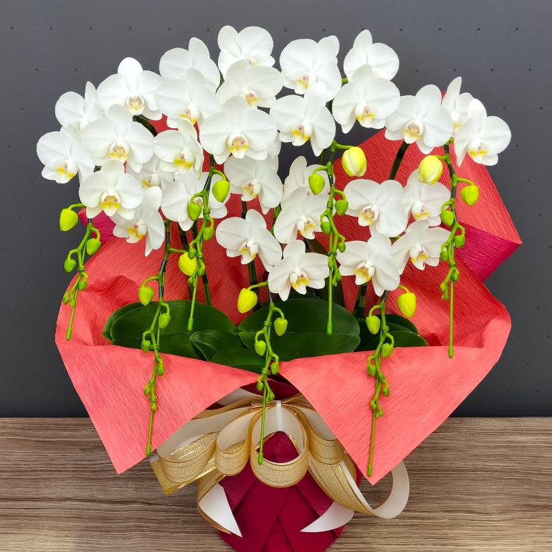 胡蝶蘭 スーパーアマビリス7本立ち 蘭 花 鉢植え ギフト お祝い 母の日