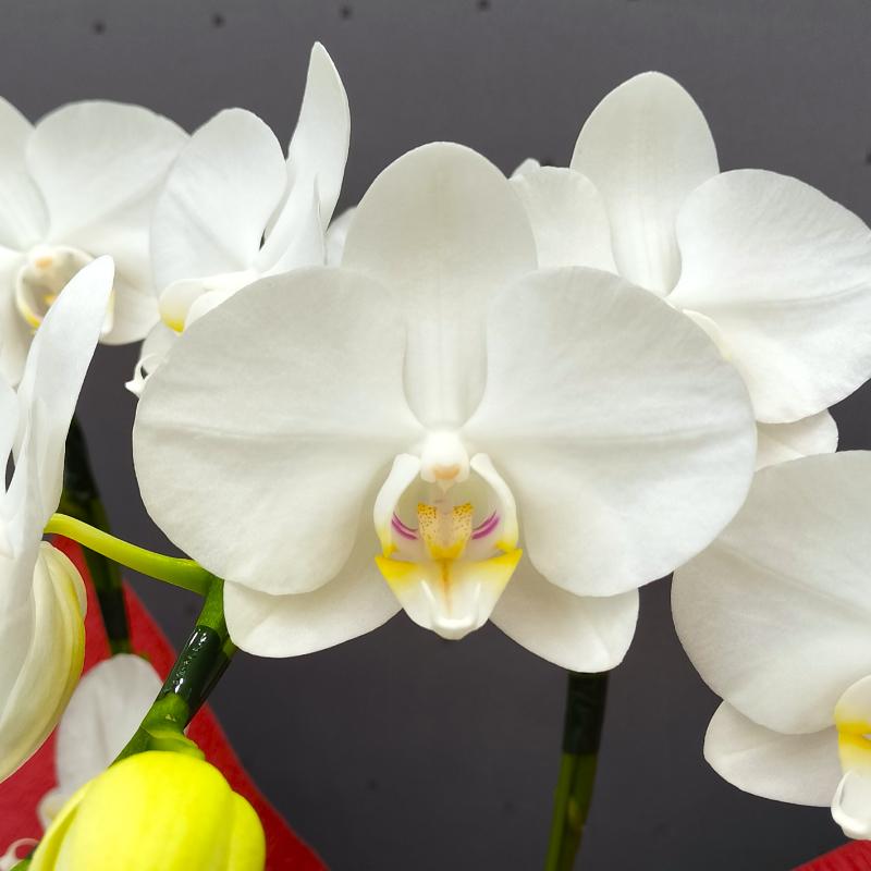 胡蝶蘭 スーパーアマビリス7本立ち 蘭 花 鉢植え ギフト お祝い 母の日 プレゼント 花鉢 2026 爆買 |  | 04