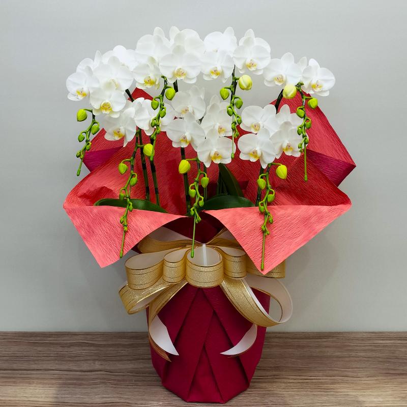 胡蝶蘭 スーパーアマビリス7本立ち 蘭 花 鉢植え ギフト お祝い 母の日 プレゼント 花鉢 2026 爆買 |  | 05