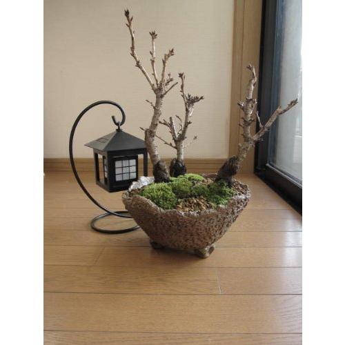 正規激安 桜盆栽 夜桜盆栽セット ソーラーランタン式 ライト付き 驚きの値段 Www Maxipiso Com Ar