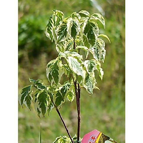 信頼 ハナミズキチェロキーディブレーク 斑入り アメリカハナミズキ 葉の斑入りが綺麗な ハナミズキです 日本製 Raloffshore Com