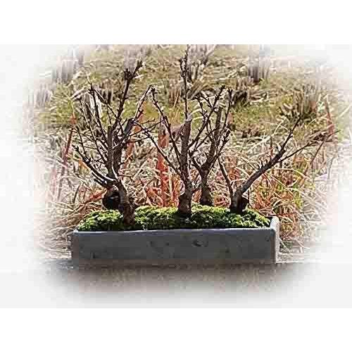 メーカー正規品 盆栽 桜寄せ植え盆栽 八重桜 一重桜 サクラが楽しめます いろんな 5種セット 東京激安 Americanhealthcare Biz Fandrllc Com