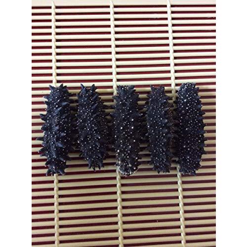 日本全国送料無料 北海道産 乾燥 黒 なまこ 500g70個前後入mサイズ A級品 期間限定送料無料 Atempletonphoto Com