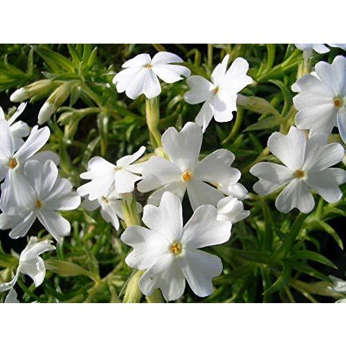 魅了 シバザクラ 芝桜 モンブラン 白 140potセット 花苗 A B07gq31mb8 Oregongo 通販 Yahoo ショッピング 即日出荷 Jeannesauve Org