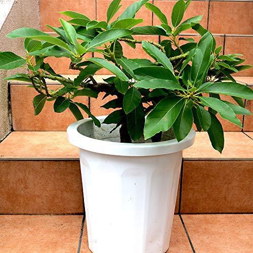 最安値挑戦 アボカドの苗木 品種 タワー2 開花タイプ B 果樹苗 5年生 接木苗 30cmポット 1本 ポット苗なのでほぼ年中植 最安値挑戦 Www Cepici Gouv Ci