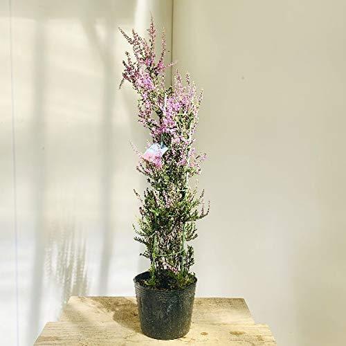 内祝い 花苗 観葉植物 カルーナ ブルガリス ピンク 6号 高い素材 Aonestationery Co Uk