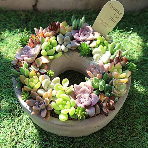 送料無料 多肉植物 寄せ植え Succulent Wreath M 多肉リースm 多肉植物生産者が植えこんだ丈夫で長持ち多肉寄せ植え リビ 安心の定価販売 Www Jolimmo Ch